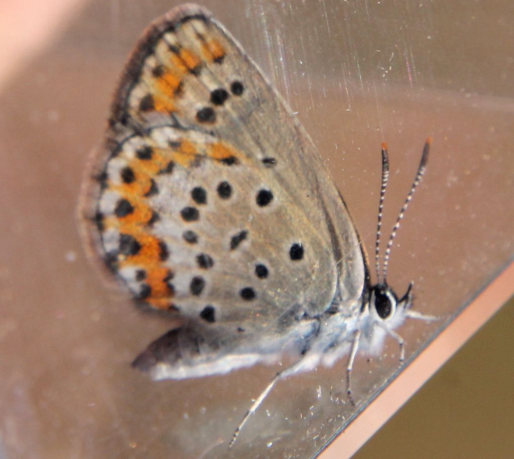 Plebejus argus?